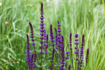 summer background with flower close up