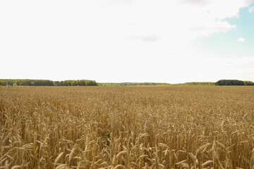 agricultural field at summer