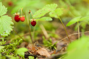 strawberries on a bush in the forest