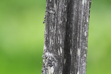 Old wooden texured surface closeup. Moss and relief on surface. Stock photo of old wooden pattern of aged boards with moss.