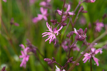 Lychnis flos-cuculi, commonly called ragged-robin