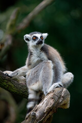 Portrait of ring-tailed lemurs, Lemur catta, sitting on branch. Cute primate with beautiful orange eyes, isolated on green background. Endangered animals. Wildlife scene with cute mammal.