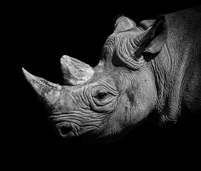 Black rhino head