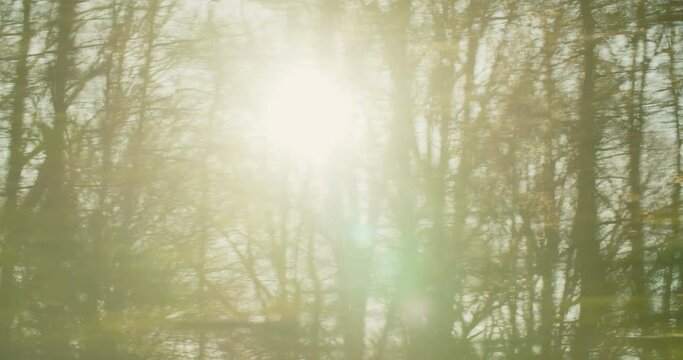 Driving shot of sunlight passing through bare forest by late autumn in the Biesbosch National Park, the Netherlands.