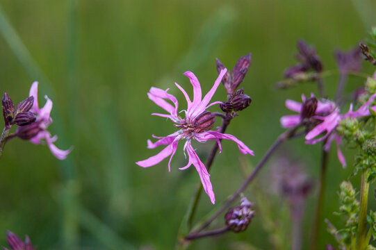 Lychnis flos-cuculi, commonly called ragged-robin