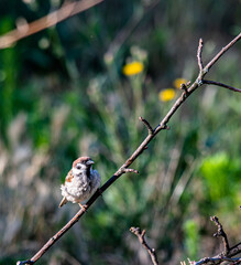 A sparrow in the garden on a branch on a summer day. In worries about food.