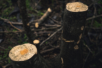 Troncos cortados en un bosque.