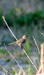 A sparrow in the garden on a branch on a summer day. In worries about food.