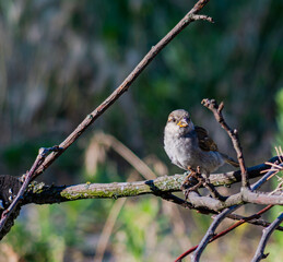 A sparrow in the garden on a branch on a summer day. In worries about food.