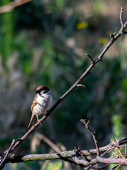 A sparrow in the garden on a branch on a summer day. In worries about food.