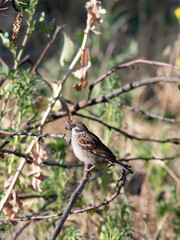 A sparrow in the garden on a branch on a summer day. In worries about food.