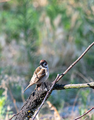 A sparrow in the garden on a branch on a summer day. In worries about food.