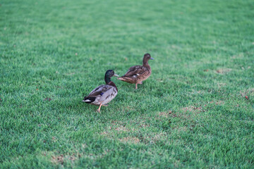 Patos andando por el cesped
