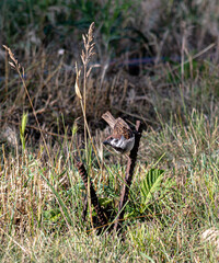 A sparrow in the garden sits on a metal rod on a summer day. In worries about food.