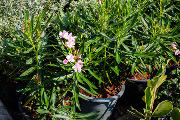 Market for sale plant in pots