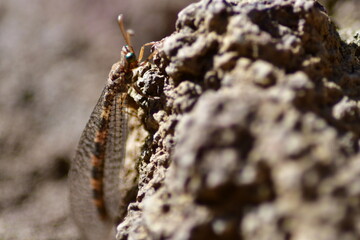 INSECTO