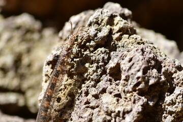 INSECTO