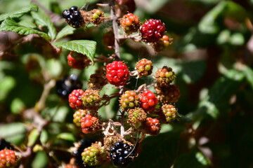 MORAS