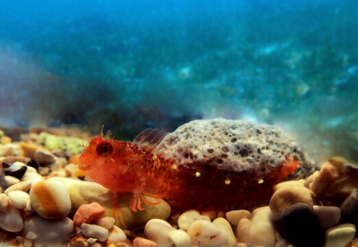 Zvonimir&lsquo;s blenny, Mediterranean fish - (Parablennius zvonimiri) 