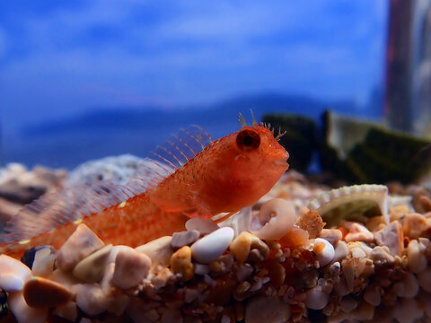 Zvonimir&lsquo;s blenny, Mediterranean fish - (Parablennius zvonimiri) 