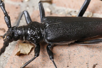 cerambice della quercia
