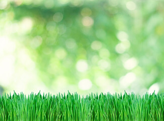 Naklejka na ściany i meble green grass on the nature blurred background with bokeh lights