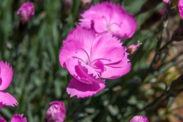 Fototapeta premium Dianthus caryophyllus, the carnation or clove pink