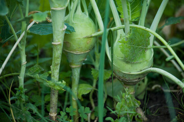 Obraz premium kohlrabi