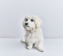 Adorable dog over isolated white background.