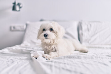 Adorable white dog at bed.