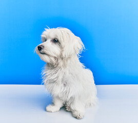 Adorable dog over isolated blue background.