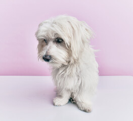 Adorable dog over isolated pink background.