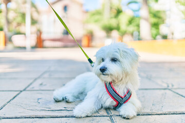 Adorable white dog at street of city.