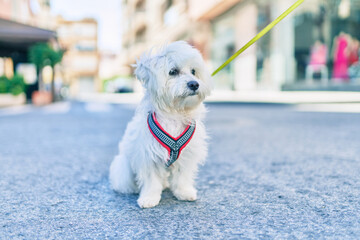 Adorable white dog at street of city.