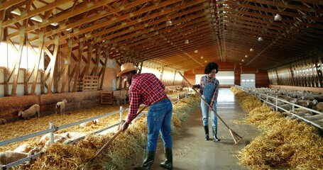 Young African American couple of male and female farmers cleaning hay with forks in livestock stable and talking. Man and woman clean barn for cattle with pitchforks. Two shepherds in shed with sheep.