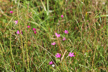 A closeup shot of a pink Dianthus Campestris with blurred background