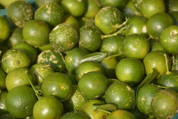 Calamondin or calamansi citrus fruit in the Philippines