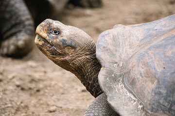 Obraz premium a Galápagos giant tortoise looking in the camera