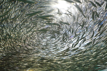 水族館で見上げたイワシの群れ