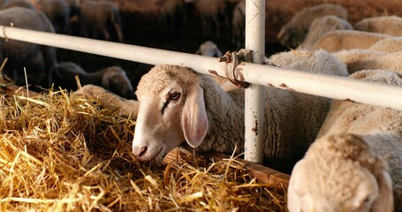 Sheep eating hay in shed. Domestic animals feeding at stable. Cattle feed concept. Wool farming. Livestock farm. Indoors. Countryside.