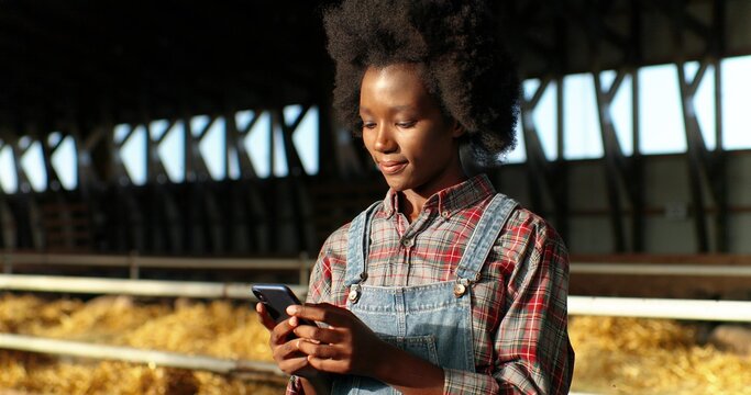 Young African American Woman Using Smartphone And Working In Farm Stable. Female Farmer Tapping And Scrolling On Mobile Phone In Shed. Shepherd Texting Message On Telephone. Farming Concept.