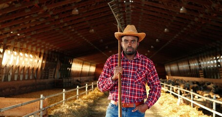 Obraz na płótnie Canvas Young handsome African American man farmer holding pitchfok over shoulder and smiling in barn with livestock. Portrait of happy cheerful male shepherd in stable. Indoor. Dolly shot. Zooming in.