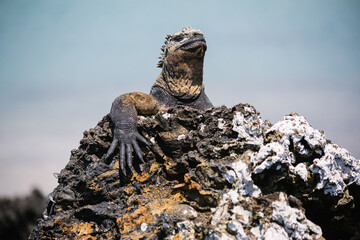 Galapagos sea saltwater iguana sitting on a rock and blue ocean in the background, Tintoreras