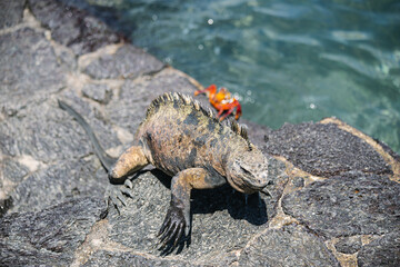 Galapagos sea saltwater iguana and sally lightfooted crab getting out of water, Tintoreras