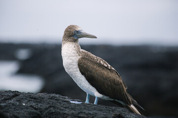Galapagos blue footed booby sitting on a black lava rock - 376317056