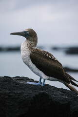 Galapagos blue footed booby sitting on a black lava rock