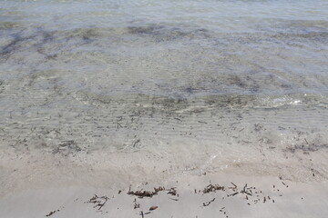 spiaggia di sabbia con acqua cristallina e piccole alghe