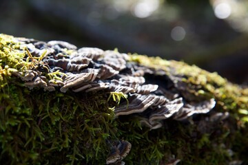 Turkey tail on log
