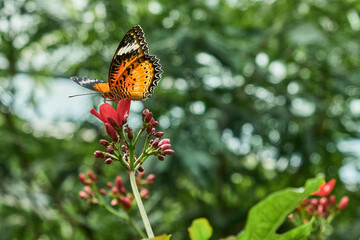 butterfly on leaf