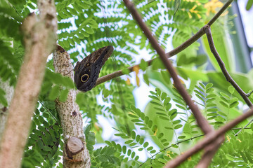 butterfly on leaf